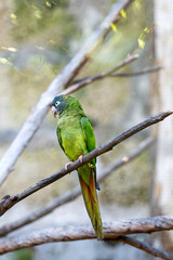 beautiful parrot