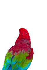 beautiful parrot isolated