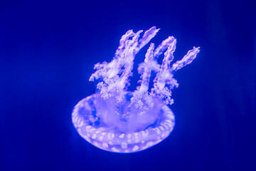 beautiful jellyfish