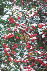 Red cotoneaster berries, covered with snow, hang on a branch of a bush with green leaves. Winter Berries. Snow-covered red berries on a winter's day. Selective focus