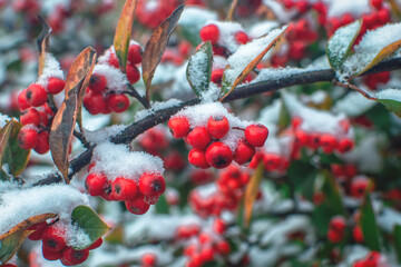 Winter Berries - snow covered bunches of ripe red cotoneaster berries on a winter day and frost on the branches. Winter Scene Detail of Snow. Close-up, selective focus