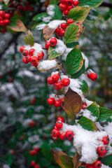 Snow-covered red cotoneaster berries hang on a branch among green foliage. Winter Scene Detail of Snow. Close-up, selective focus