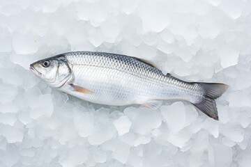 Fresh Seabass or Seabream with ice on metal background. Chilled raw Dorado fish. Fish market or seafood restoran concept. Top view, flat lay with copy space