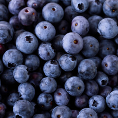 Minimalistic background with blueberries. Blueberries on dark minimalistic background. Wallpaper, template, background with bright blueberries. Background with berries.