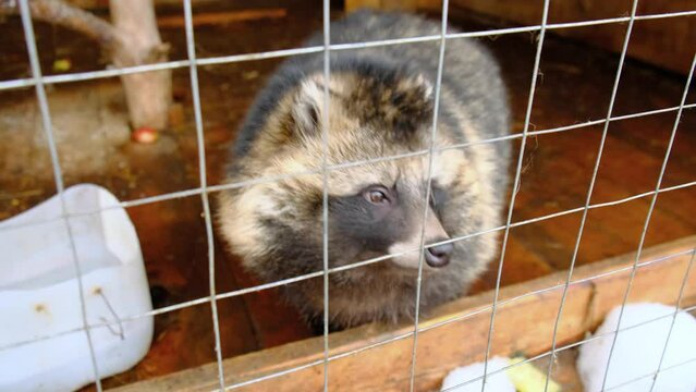 a raccoon dog in a cage is looking for food near the feeder