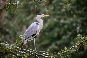 Reiher im Grünen