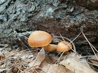 mushroom in the forest