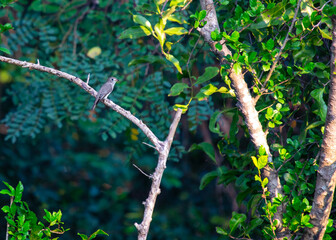 Asian Brown Flycatcher (Muscicapa dauurica): Elegance in Subcontinental Skies