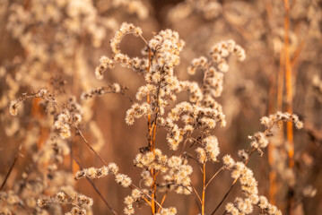 Full frame shot of dried forests plants in winter, forming a beautiful natural background image in subtile brown autumn colours