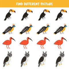 Find different South American bird in each row. Logical game for preschool kids.