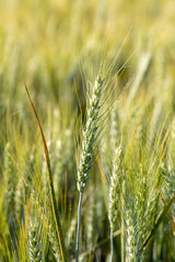 Wheat field farm in nature. Agriculture photo.