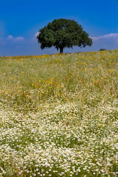 Meadow grass landscape and a single tree (Izmir / Sakran / Aliaga / Turkey)