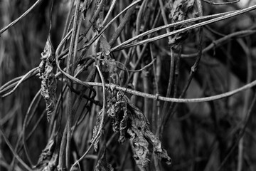 Dry wild vine at autumn