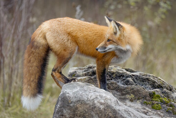 A young red fox with a bushy tail on top of a rock in autumn in Ottawa, Ontario, Canada 