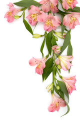 Delicate pink flowers and green leaves of lily lie beautifully on white background, top view