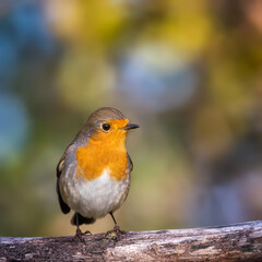 robin on a branch
