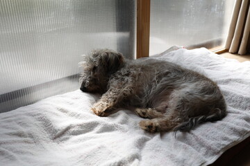 窓際で眠る16歳の老犬　ワイヤーへアードダックスフンド