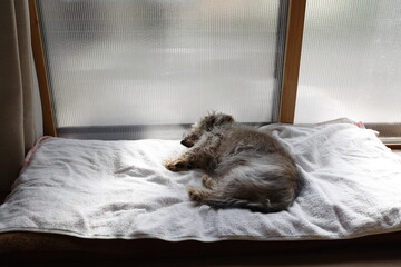 窓際で眠る16歳の老犬　ワイヤーへアードダックスフンド
