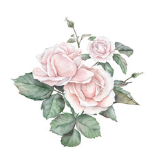 Watercolor composition from white creame roses and green leaves. Hand drawn illustration isolated...