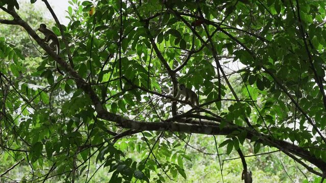 Cute little squirrel monkey jumping through the canopy of the tropical rainforest in the Cuyabeno wildlife reserve in the Amazon region of Ecuador.