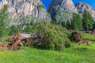 Roots and root stalk of fir-trees felled by storm