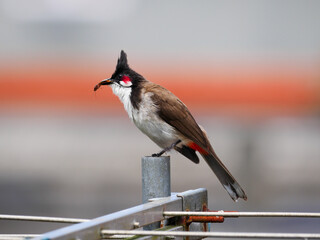 Red Whiskered Bulbul bird perching on TV antenna holding bug in beak