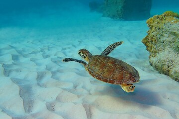 Swimming cute green sea turtle (Chelonia mydas) and white sandy seabed. Turtle in the tropical ocean, underwater photography. Snorkeling with turtles, adventure in the sea. Travel photo.