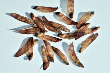 Fototapeta premium Seeds or pine nuts of the Scots pine (Pinus sylvestris) on a white background