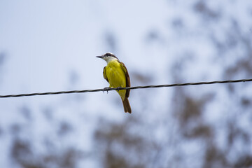 Great Kiskadee (Pitangus sulphuratus): A Symphony of Yellow and Brown