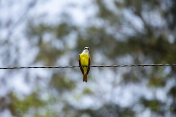 Great Kiskadee (Pitangus sulphuratus): A Symphony of Yellow and Brown
