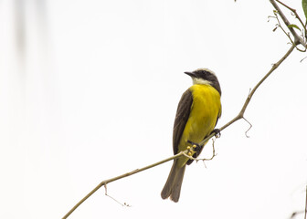 Great Kiskadee (Pitangus sulphuratus): A Symphony of Yellow and Brown