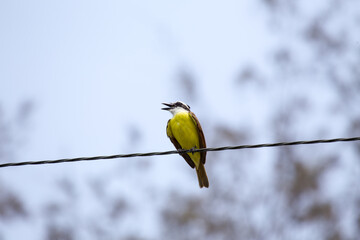 Great Kiskadee (Pitangus sulphuratus): A Symphony of Yellow and Brown
