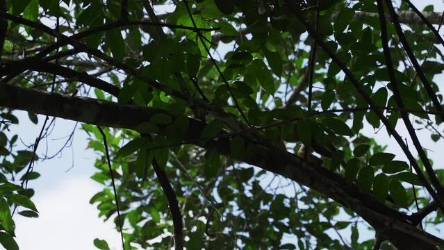 Cute little squirrel monkey jumping through the canopy of the tropical rainforest in the Cuyabeno wildlife reserve in the Amazon region of Ecuador.