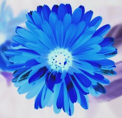 Obraz premium Blue flower with a white middle