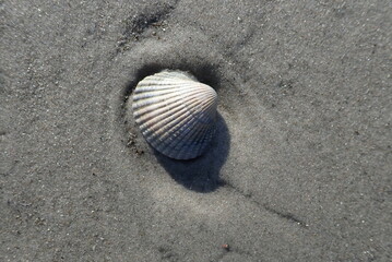 Fototapeta na wymiar Eine Herzmuschel (Candiidae) liegt am Strand der holländischen Nordseeinsel Schiermonnikoog. 