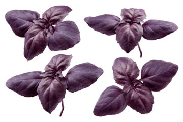 basil, purple, red, violet, isolated on white background, clipping path, full depth of field