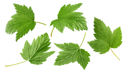 Currant leaf isolated on white background, clipping path, full depth of field