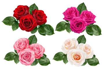 rose isolated on white background, clipping path, full depth of field - Powered by Adobe