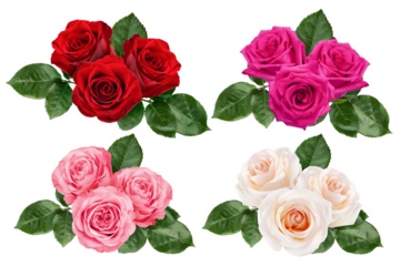 rose isolated on white background, clipping path, full depth of field