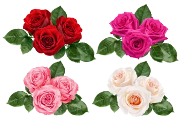 Badezimmer Foto Rückwand rose isolated on white background, clipping path, full depth of field © grey