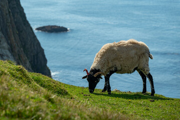 Single sheep grazing on a green meadow on the coastal cliffs near Glencolumbkille, County Donegal,...