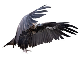 dark isolated Cinereous vulture with open wings