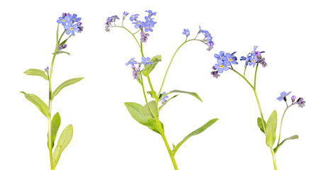 three blue small forget-me-not flowers with leaves