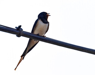isolated small swallow sitting on ware