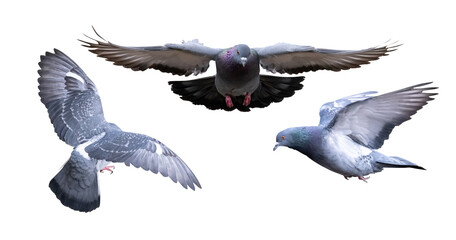 three dark grey isolated pigeon in flight