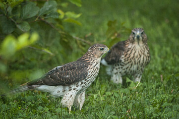 Cooper's Hawk on the ground