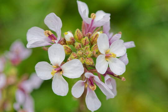 Fleurs de diplotaxis ou fausse roquette 