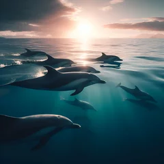 Foto op Plexiglas A Pod Group of Playful Dolphins Swimming and Jumping on the Waters Surface in the Clear Sparking Open Blue Pacific Ocean Sea Life at a Beautiful Sunny Sunrise / Sunset Wildlife Scenery Natural Habitat © Frank