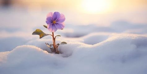 Fotobehang Beautiful purple crocus buds (stems, shoots) and bright yellow winter aconite flowers grow through the icy frost and snow, contrasting vividly with the white. AI generated image © Or