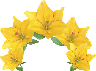 Obraz premium white background with five yellow lily blooms